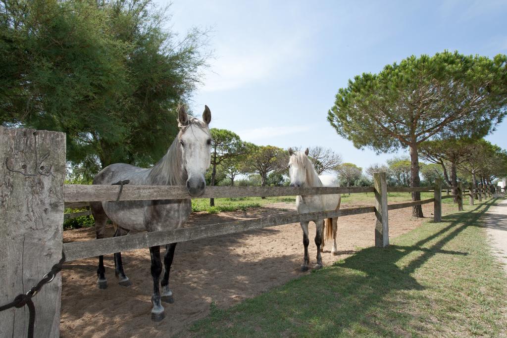 Gites Equestres Lou Caloun - Les Saintes Maries De La Mer Zimmer foto